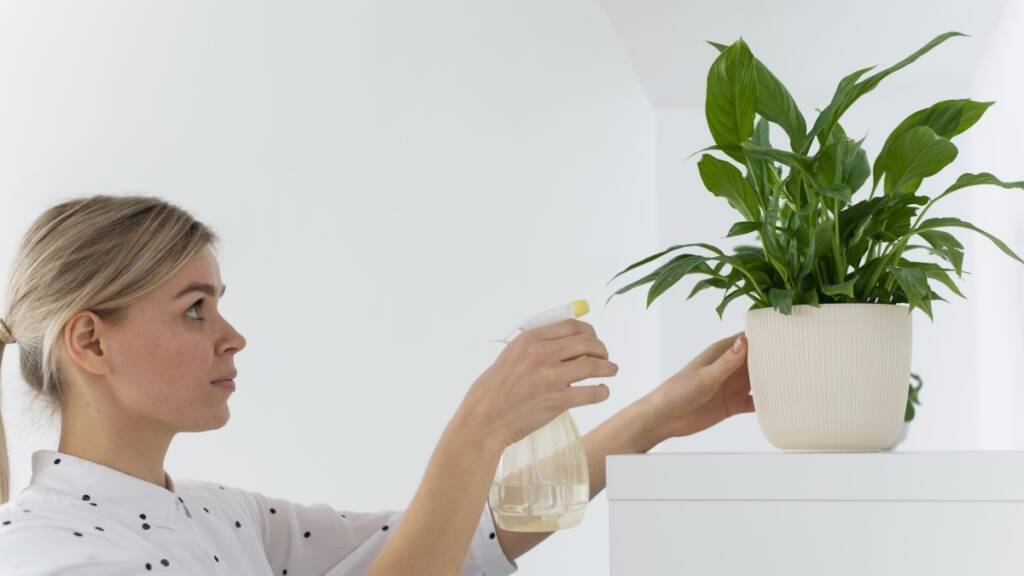 Aria purificata in casa: le migliori piante